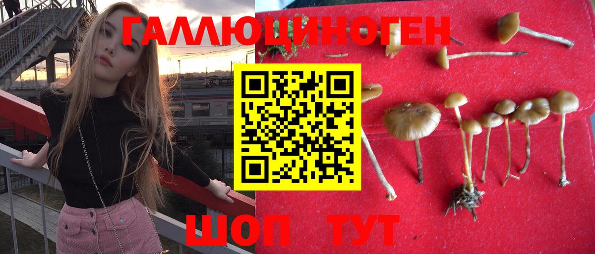 Галлюциногенные грибы Psilocybine cubensis Саров